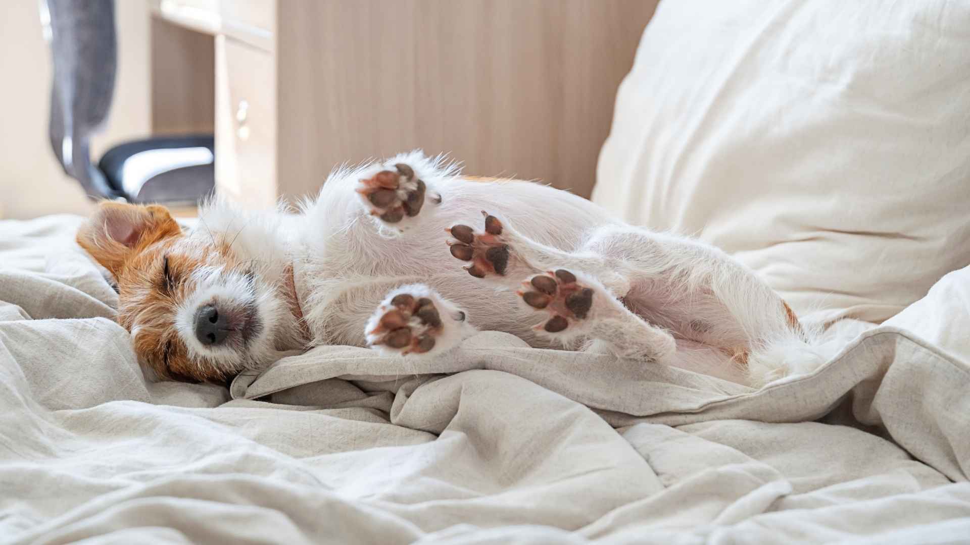 Perro relajado por la valeriana